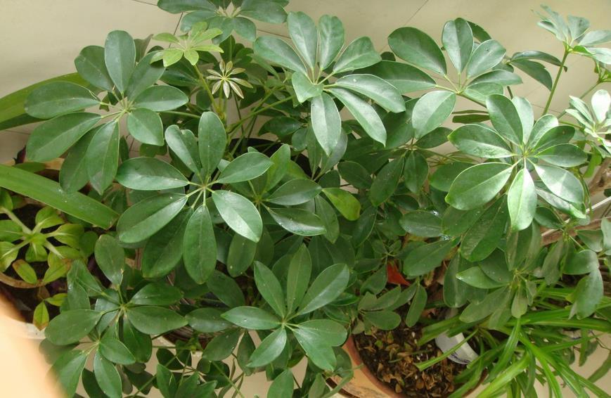 鸭脚木|夏季养鸭脚木，除了打理好基础外，还需多注意2点