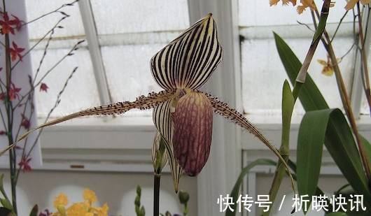 郁金香|全球最贵的6种花,一株价值几百万,真好看!