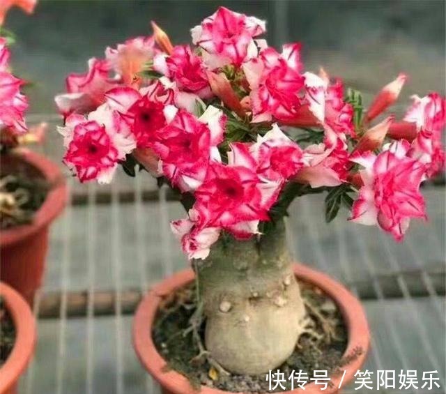 烂根|客厅养的5种花，最怕水，多浇一点点，整盆死翘翘