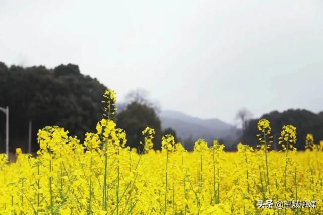 不要门票！望城这些地方黄灿灿的油菜花美哭了~