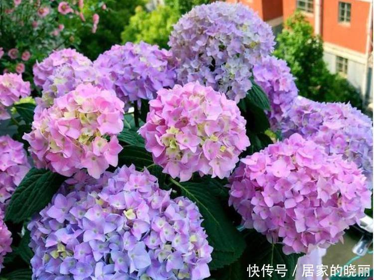 几款花卉养在家里,花开媲美玫瑰,花朵姿态万千,美极了