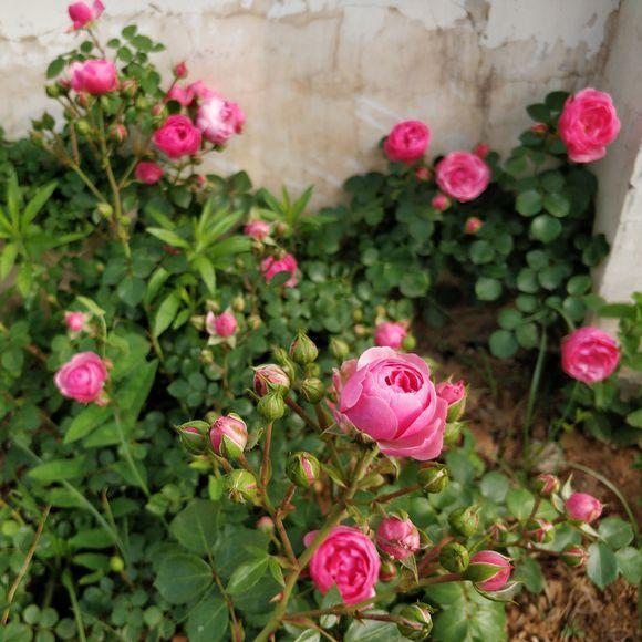 花量最大的“月季花”,香如兰花,好养如“绿萝”,且抗病性强