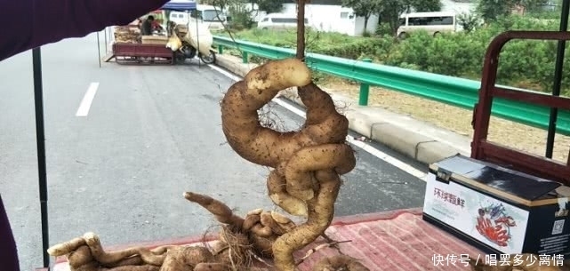 第一次见太行山上的野生山药,就是与众不同,不像山药更像根雕
