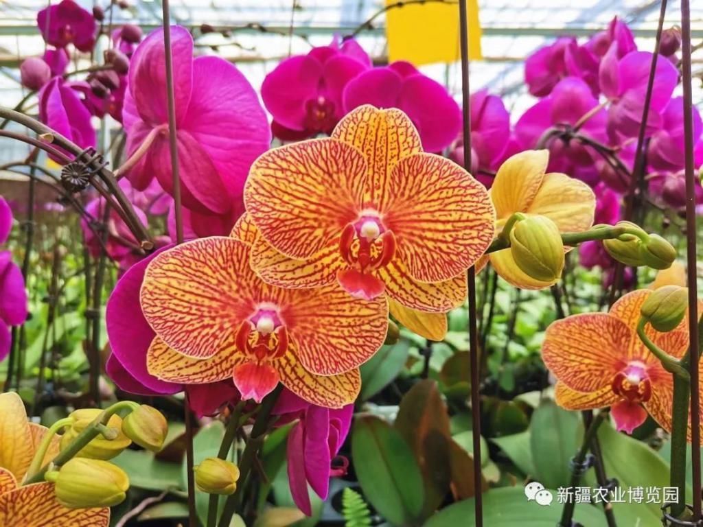 云赏花丨蝴蝶兰绚丽绽放,惊艳了盛夏时光