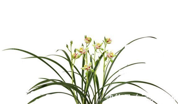 水溶液|老大爷“养兰花”有妙招，“烂根”的照样冒新根、发新芽，快看看