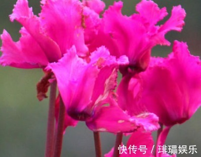 此花象征着喜迎宾客,鲜艳的外表下,隐藏着一颗内向的心