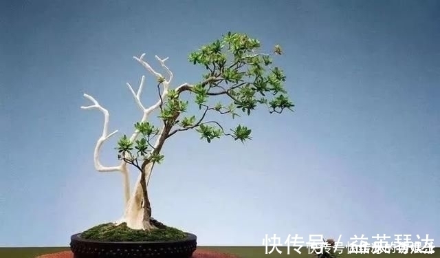 树桩|用石头盘子来养花，变成小盆景，价值能翻好几倍