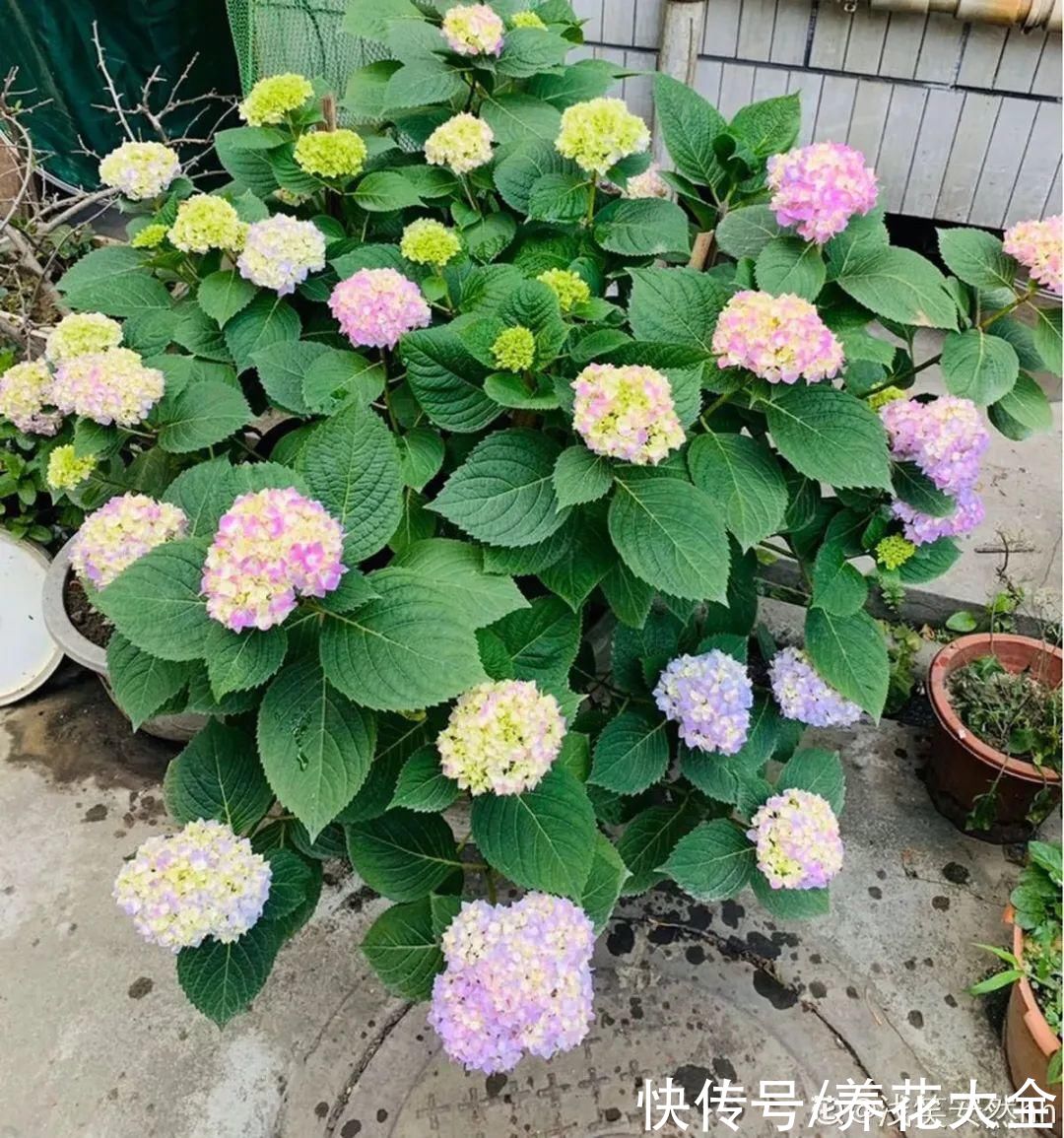 给花浇水掺点白醋，植物根比萝卜还粗，健壮不黄叶