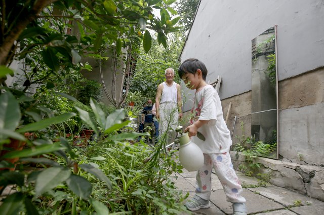 樱桃|京城四合院补栽了400棵乡土树，重现“老巷幽宅静树依”