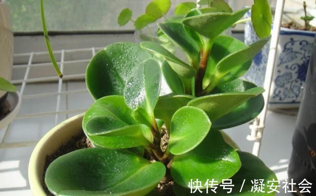 碧玉|它叫“小家碧玉”,懒人轻易“养不死”,客厅养一盆,净化空气