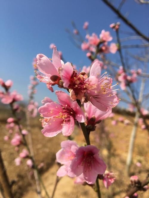 春节刚过,云南的桃花了开了:你的家乡桃花