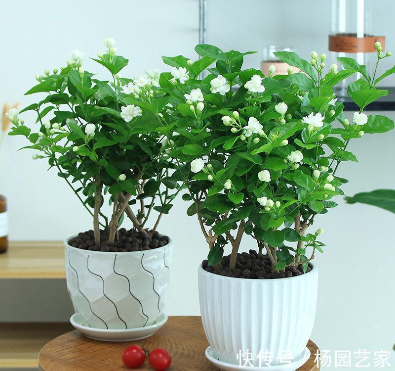 太阳花|天凉后,建议扦插4种花,“生根”后稍加养护就开花