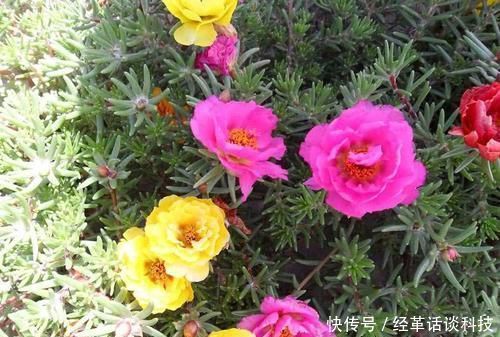 没人要的小东西，可是养花宝贝，捡一点掺盆里，全年不用施肥