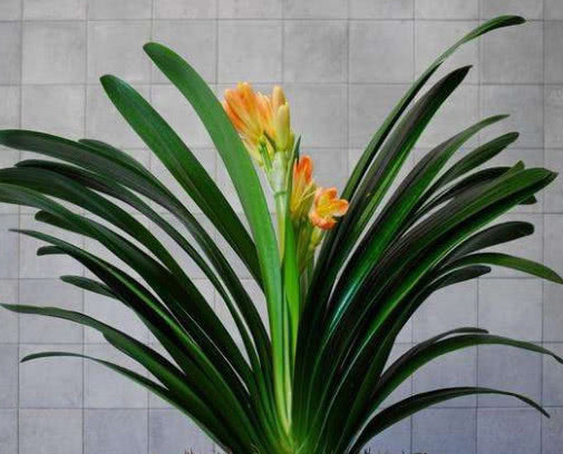 兰花|君子兰花清香叶翠绿,教你种植君子兰的3个小妙招,值得大家尝试