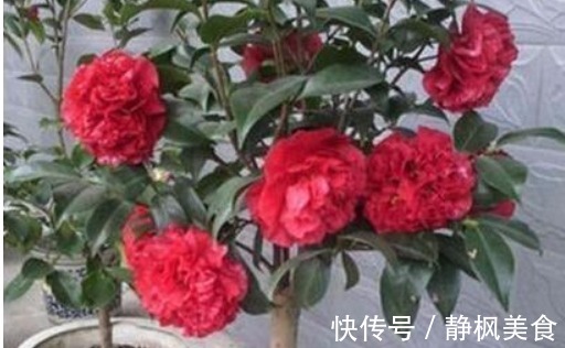 “它”是丰富的“氮磷钾肥”,盆里埋一点,盆土疏松易爆盆