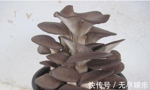 为主料|大叔阳台盆栽“蘑菇”,1盆变10盆,3天吃一茬,够全家吃!