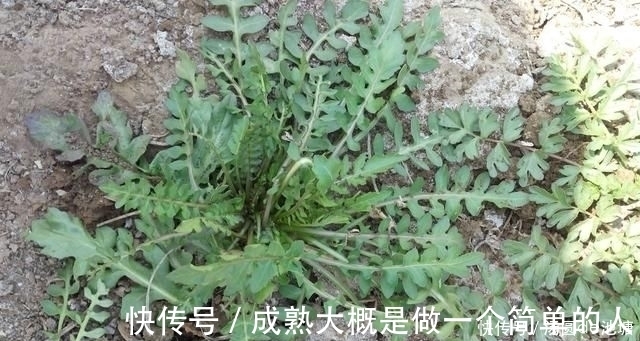 血压|冬天是高血压人的一道坎!6种食物有助“安稳”血压,远离并发症