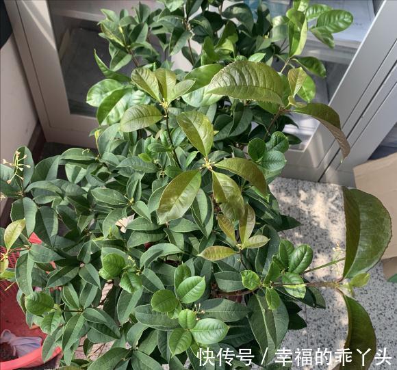 门前栽桂花长成“贵人树”