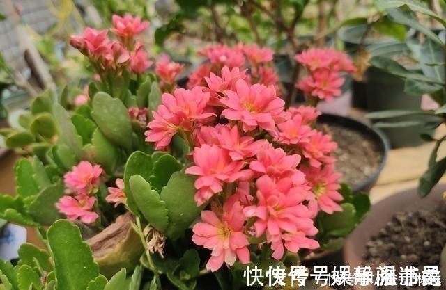 满盆|长寿花根系很弱,教你一个“养根”技巧,根系长满盆开花才会多!