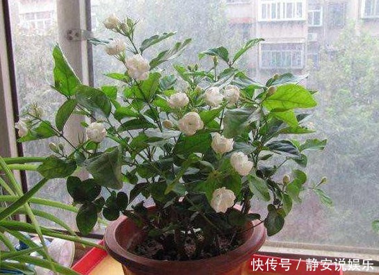 “3种花”养家里，1盆顶“5盆”，好养又好看，香气飘满屋！