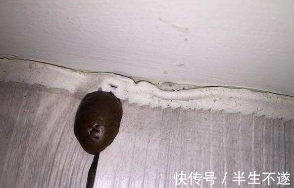 装修|装修半年地板长出“怪东西” 诡异的模样吓坏网友