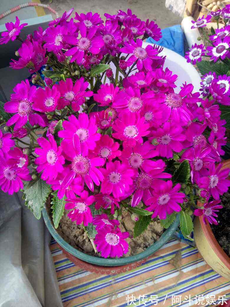 瓜叶菊听名字很土气，但开花却极为艳丽，叶子绿得晃眼！