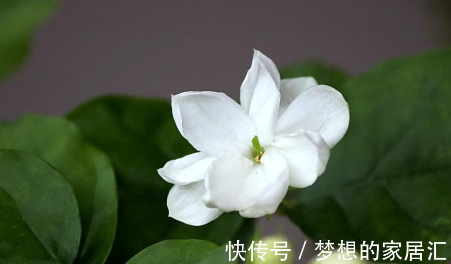 抵抗力|茉莉花冬天想要不怕冻，秋天养“壮”它很关键，基础措施了解一下