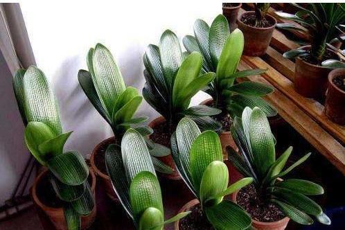 君子兰喜欢1种肥,盆土里挖洞埋一点,叶子比花美!