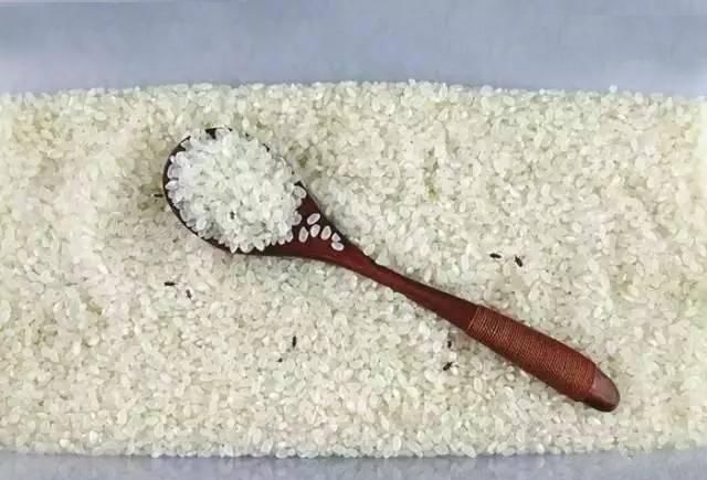 米放久了就生虫，那这些虫子是从哪来的难道是凭空出现的吗