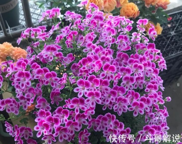 家里一定要养4种花,1盆顶“5盆”,好养又漂亮,满屋飘香!