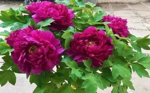 凤仙花|4种花是花卉中的佼佼者,丢盆里就猛长,花开多又美,一开200天