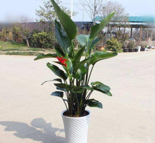 鹤望兰|盆栽养鹤望兰,记住4点秘诀,花叶长满盆,分分钟成花海