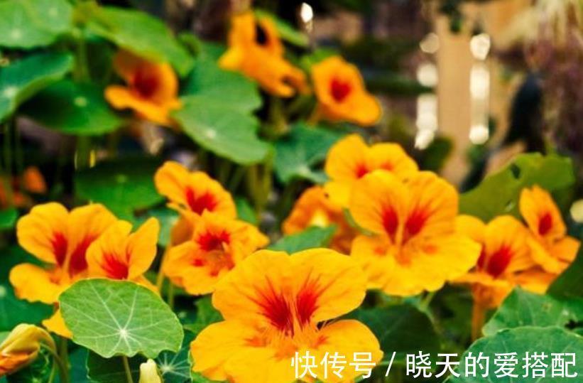 阳台|有个小阳台,养棵爬藤花,皮实好养绽放整个秋天,开出花瀑布