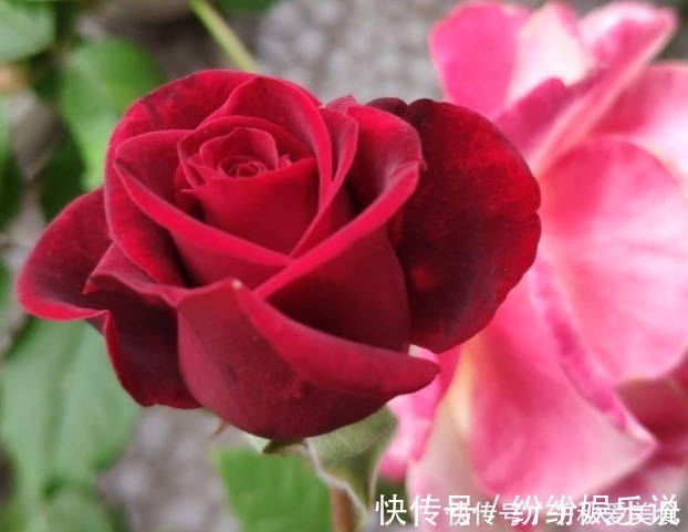 红双喜红双喜|10个最奇葩的月季品种，你可能一个都没见过！