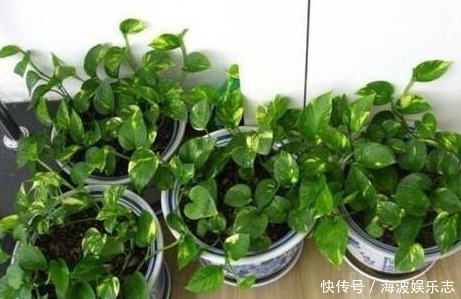 种花|“病毒”很烦2种花,家里养一盆,全家人都身体好,养100盆都不多