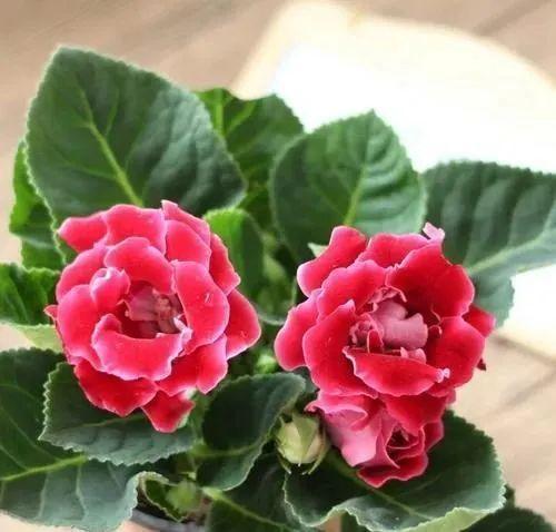 大岩桐从不敢晒太阳,小心浑身长黑斑,就爱暗地里偷偷开花