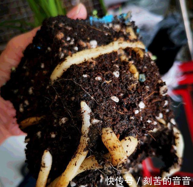兰花真难养啊，十根九空，哪个环节出问题
