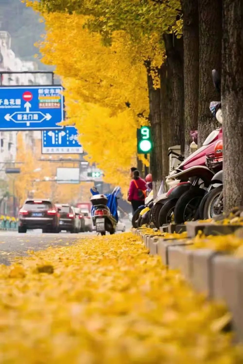 秋叶|秋叶不扫更浪漫！杭州26条道路有“新颜”，错过等一年！