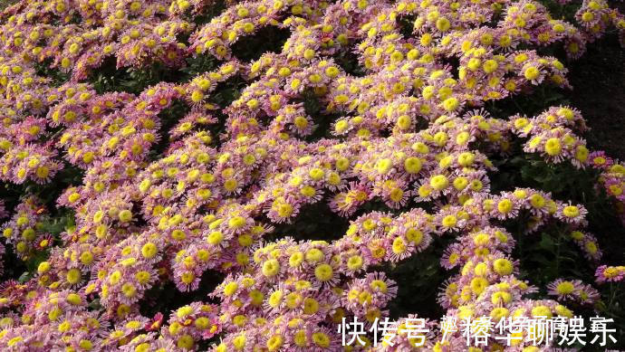 印象|喜欢养菊花，那就养“欧洲小米菊”花洒印象，花团锦簇，花枝招展
