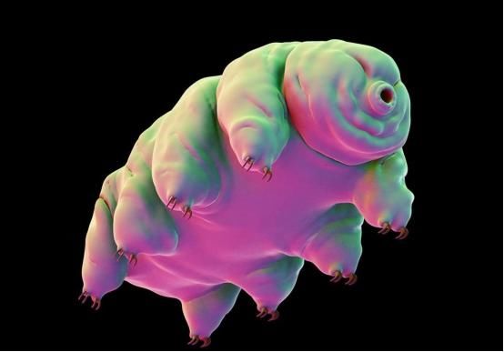 地球上最“逆天”的生物，能在太空中产崽，甚至违背自然规律