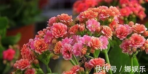 阿司匹林|3种过期药片,可不能扔了,可是养花宝贝,肥效强10倍