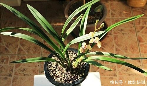 兰花土埋“一料”,不干尖不黄叶,7天蹭蹭冒笋,独苗变层叠群兰!