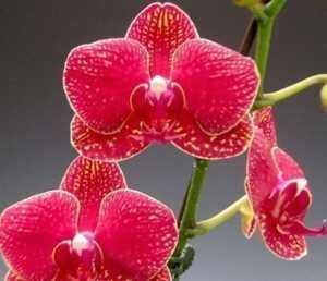 植料|阳台养殖兰花类花卉要特别注意四个最为关键的问题