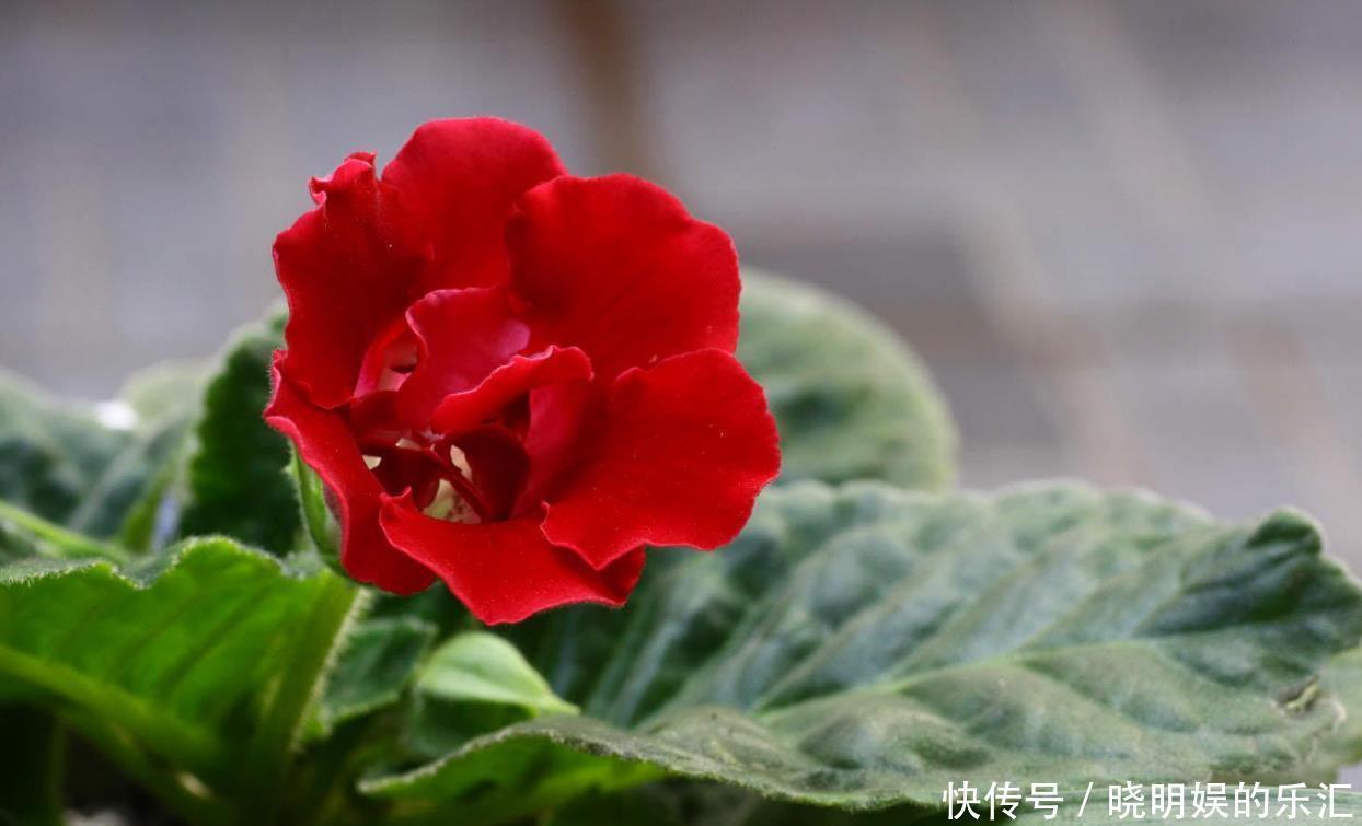 家里采光差就养几种花,随随便便就开花,颜值也很高