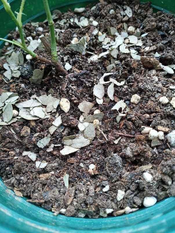 换盆之后的土,掺上一点“小东西”,土壤肥得流油