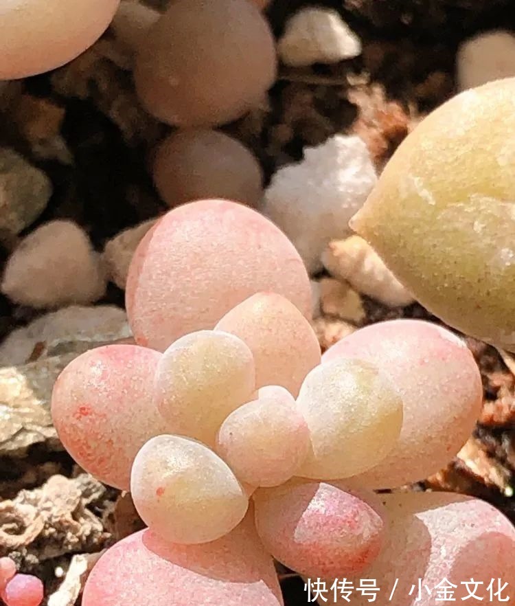 以阳光为滤镜,蓝天为背景,期待拥抱春天,拥抱自然!