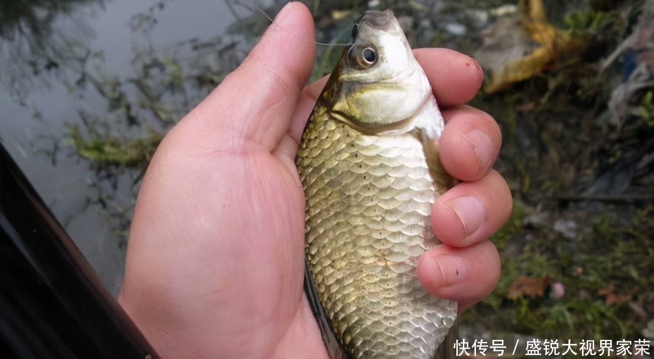入夏后,野钓鲫鱼的四点建议,能让渔获稍微好一些