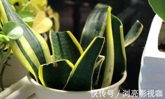 移栽|繁殖虎皮兰，用这“2种方法”扦插，20天冒白根，一盆养出好几盆