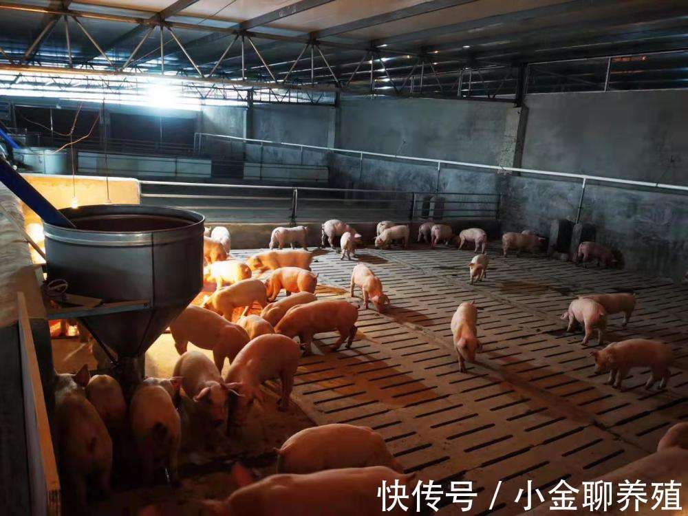 病毒性腹泻|猪流行性腹泻用什么药?猪流行腹泻的防治措施有哪些?本文告诉你