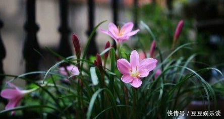 懒人|此花卉漂亮，美如莲花，花期长花量大，最好养，懒人新手盆栽佳品